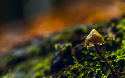 Vom Schreibtisch in den Wald: Nachhaltiges Forstmanagement mit GIS