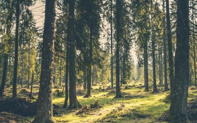 Waldschutz für das Klima. Förster nutzen die Software von INTEND.